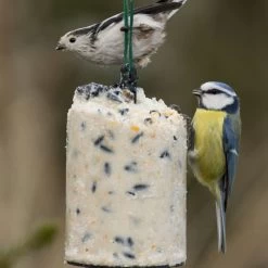 National Trust Seed Peanut Cake (500 Ml) -Bird Supplies Store 10020 2 1