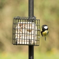 Peanut Cake Square Supreme -Bird Supplies Store 10077 03