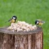 Hi-Energy Mealworm Treats -Bird Supplies Store 10079 2 1