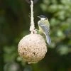 Giant Fat Ball On A Rope - Insects -Bird Supplies Store 10097 2 1