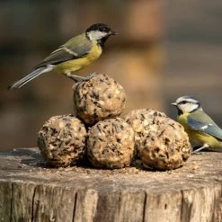 National Trust Ultimate Fat Balls 30 Pack -Bird Supplies Store 10276 4 1