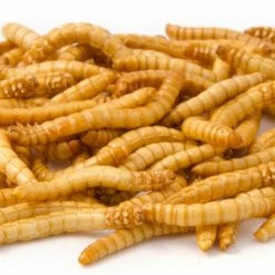 Freeze-Dried Mealworms (100g) - Bird Food -Bird Supplies Store 28033 1