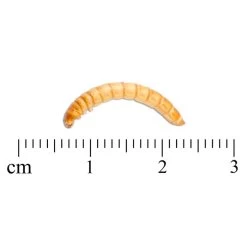 Freeze-Dried Mealworms (100g) - Bird Food -Bird Supplies Store 28033 3