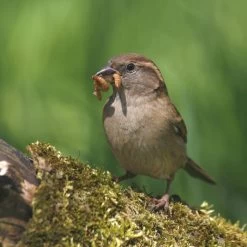 Dried Mealworms - Bird Food -Bird Supplies Store 28090 2