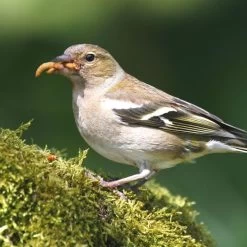 Dried Mealworms - Bird Food -Bird Supplies Store 28090 3