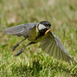 Dried Mealworms - Bird Food -Bird Supplies Store 28090 8