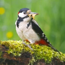 Dried Mealworms - Bird Food -Bird Supplies Store 28100 5