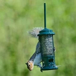 Squirrel Buster Seed Feeder