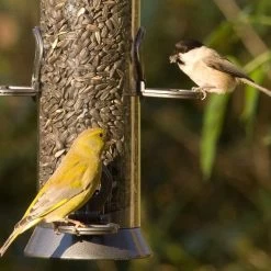 Organic Black Sunflower Seeds 2.5kg - Bird Food -Bird Supplies Store 33023 23005 2