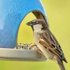 Gourmet Small Bird Seed Mix -Bird Supplies Store 34345 12245