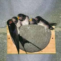 Swallow Nest Box
