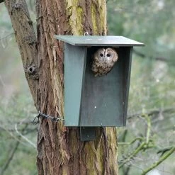 Tawny Owl, Stock Dove And Jackdaw Nest Box