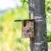 National Trust Birch Open Nest Box -Bird Supplies Store 905230119 berken nestkast half open sw sem low res 8529