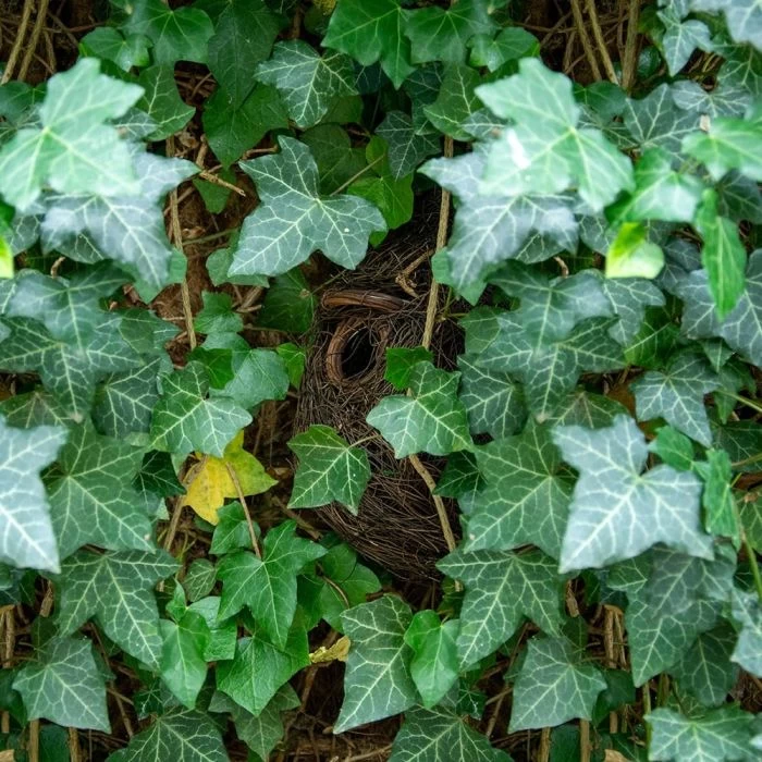 Funchal Lounge Roosting Nest 5 Funchal Lounge Roosting Nest - Image 3