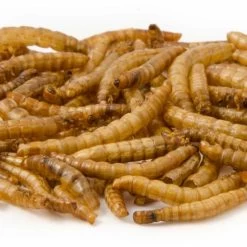 Dried Mealworms - Bird Food -Bird Supplies Store getrocknete mehlwuermer 28030 2