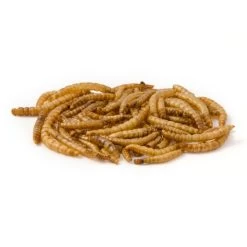 Dried Mealworms - Bird Food -Bird Supplies Store getrocknete mehlwuermer 28030 3