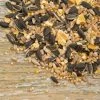 Bird Table Seed Mix -Bird Supplies Store rsz 1table seed 13005 ah 0923