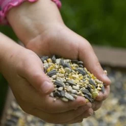 Hi-Energy Seed Mix For Birds -Bird Supplies Store rsz jan vermeer jv05729